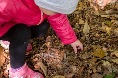 Çocuk ormanda taze kestane topluyor..