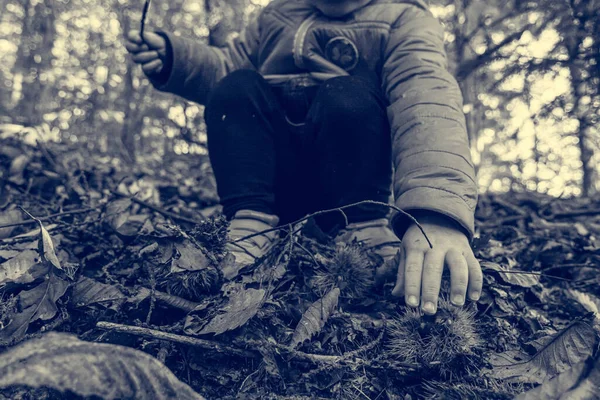 Enfant cueillant des châtaignes fraîches dans la forêt. — Photo