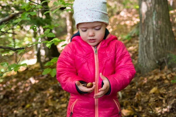 Çocuk taze koparılmış kestaneleri elinde tutuyor..
