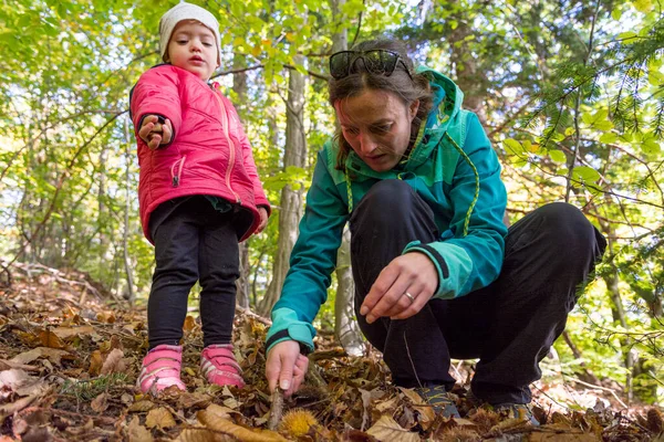 Anne ve kızı ormanda taze ceviz topluyor..