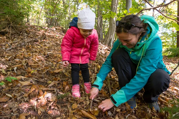Anne ve kızı ormanda taze ceviz topluyor..