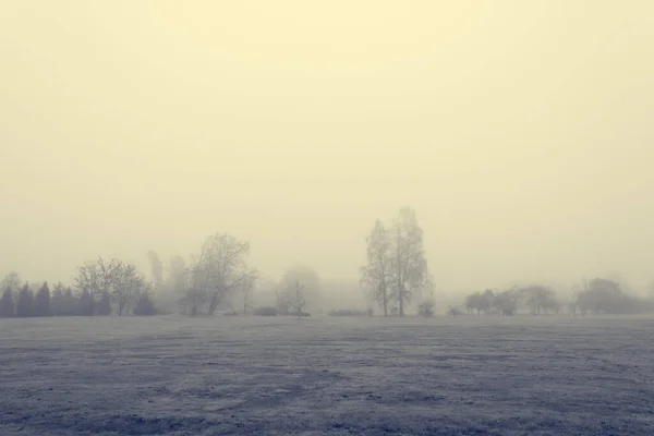 Foggy paysage d'automne avec des feuilles englouties dans des couleurs chaudes. — Photo