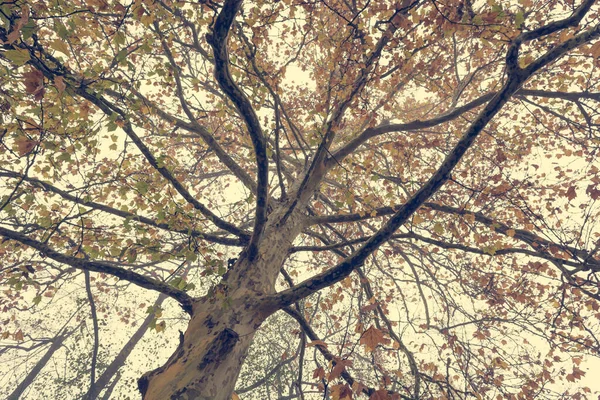 Árvore de bordo colorido vista superior de baixo ângulo. — Fotografia de Stock