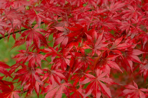 Red maple tree leaves view of low angle.