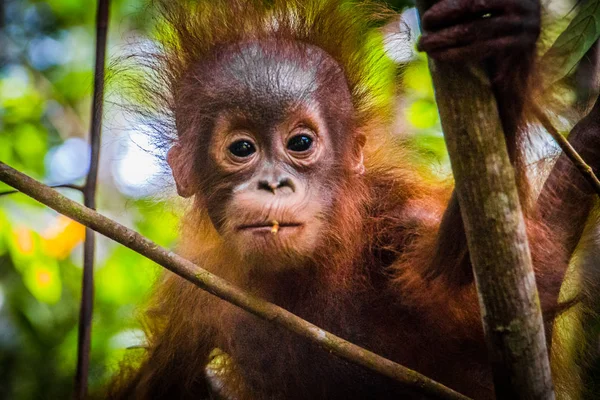 Das Süßeste Orang Utan Baby Der Welt Blickt Von Einem — Stockfoto