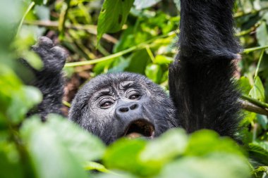A baby gorilla screams in the impenatrable forrest of Uganda clipart