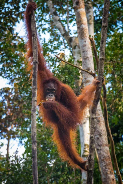 An oragutan eats bananas in a tree in Borneo — Stock Photo, Image