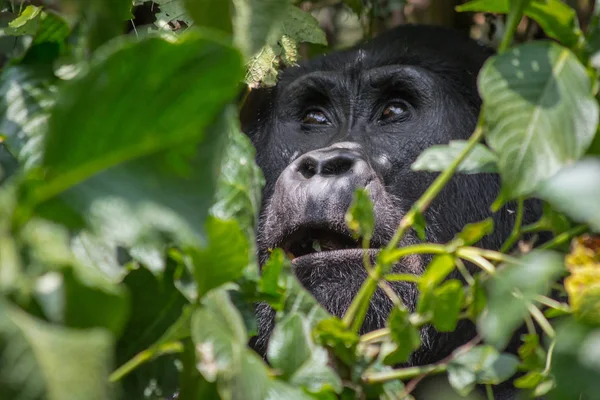 Um gorila angélico na forrest impenatrável de Uganda — Fotografia de Stock