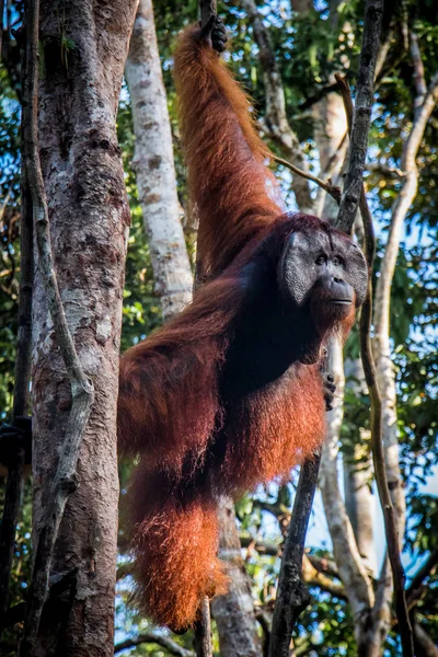 Un orango maschio, sta di guardia su un albero — Foto Stock