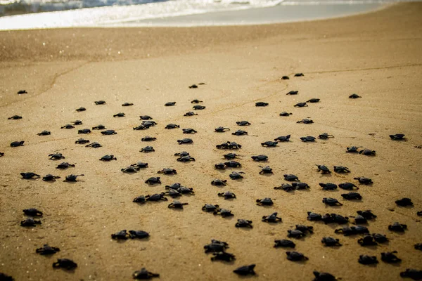 Baby sea turtles struggle for survival after hatching in Mexico
