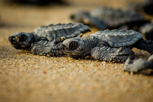 Bebé tortugas marinas luchan por sobrevivir después de la eclosión en México Imágenes de stock libres de derechos