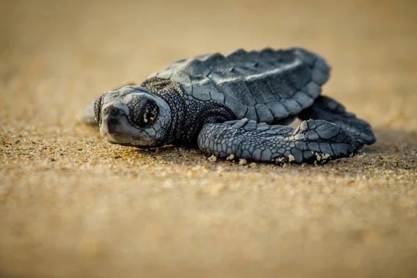 Żółwia morska dziecko walczy o przetrwanie po wylęgu w Meksyku Obraz Stockowy