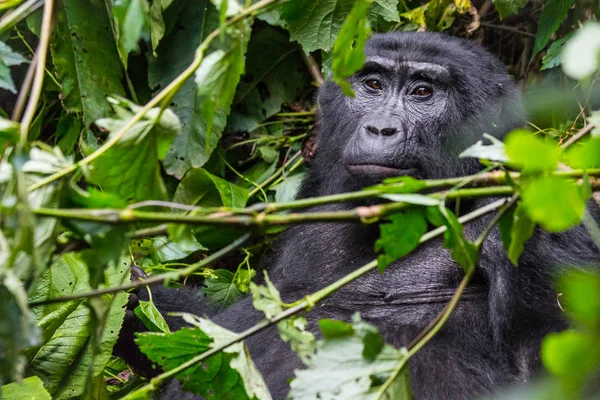 Een peinzende gorilla in het ondoordringbare bos Stockfoto