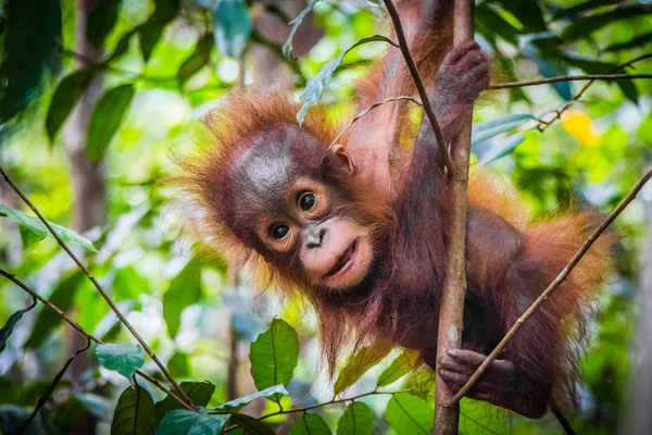 's Werelds schattigste baby orang-oetan hangt in een boom in Borneo Rechtenvrije Stockfoto's