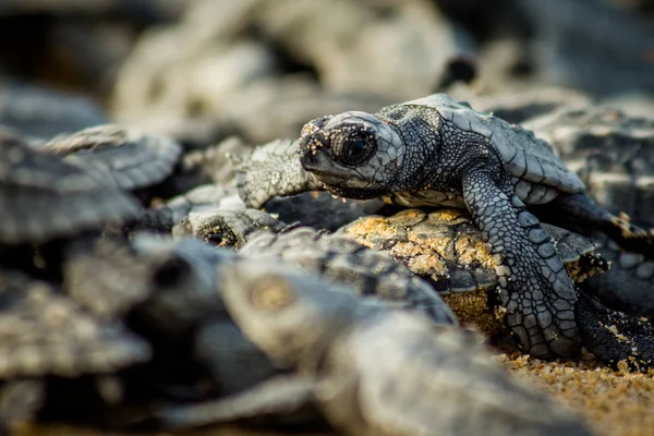 Bebé tortugas marinas luchan por sobrevivir después de la eclosión en México —  Fotos de Stock