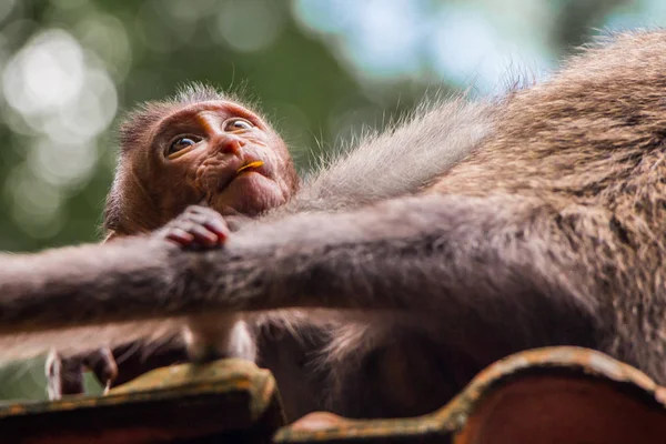 Um macaco recém-nascido olha para sua mãe adoravelmente — Fotografia de Stock