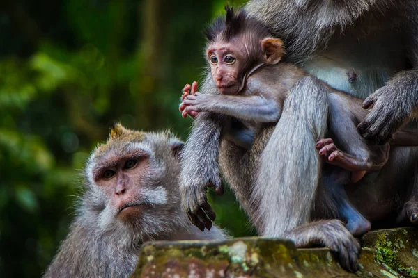 Un mono recién nacido se acurruca mamá para el calor — Foto de Stock