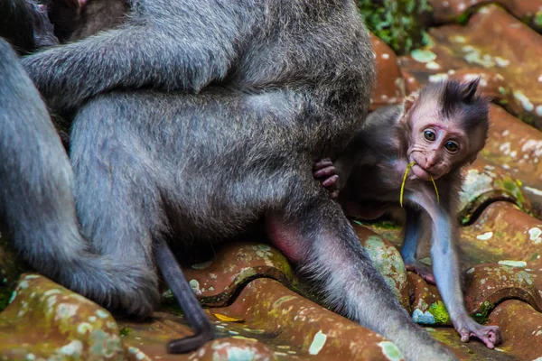 Um macaco recém-nascido aprende a rastejar — Fotografia de Stock