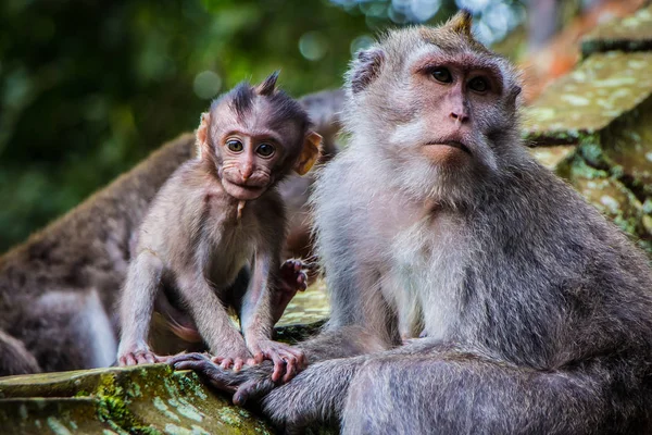 Un mono recién nacido posa con su madre — Foto de Stock