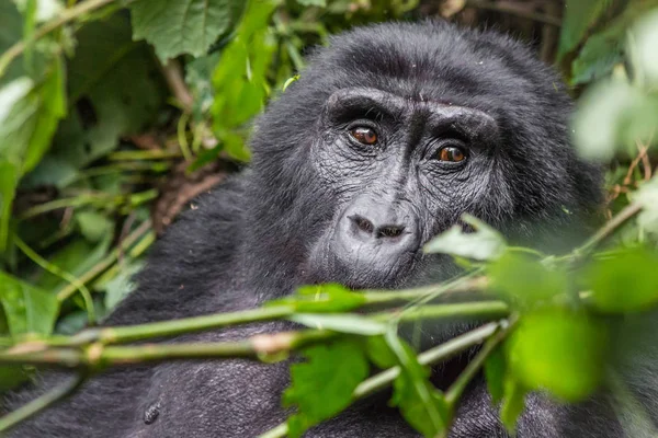 Un gorilla mangia foglie nella Foresta Impenetrabile — Foto Stock