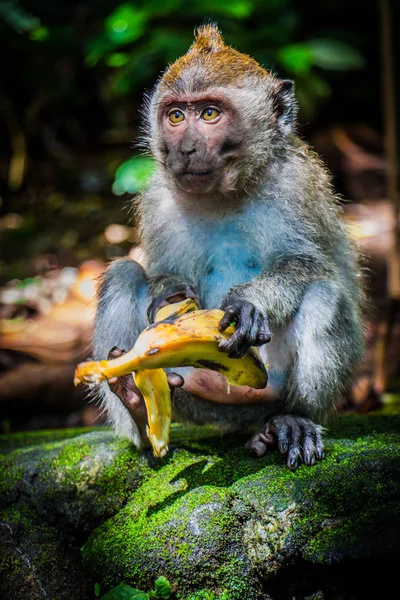 Un Mono Salvaje Easts A Banana — Foto de Stock