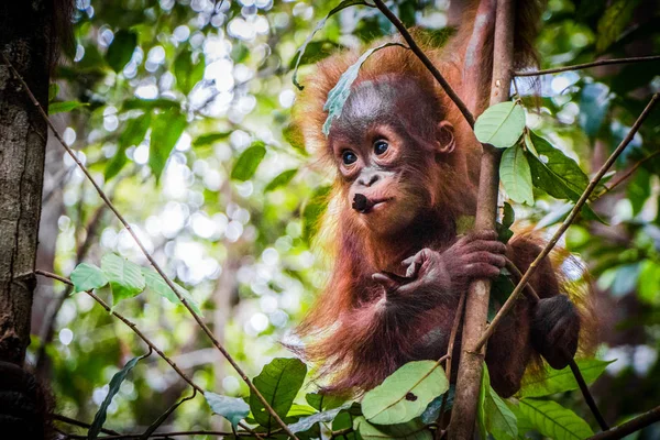 Süßestes Orang-Utan-Baby der Welt hängt in einem Baum in Borneo — Stockfoto