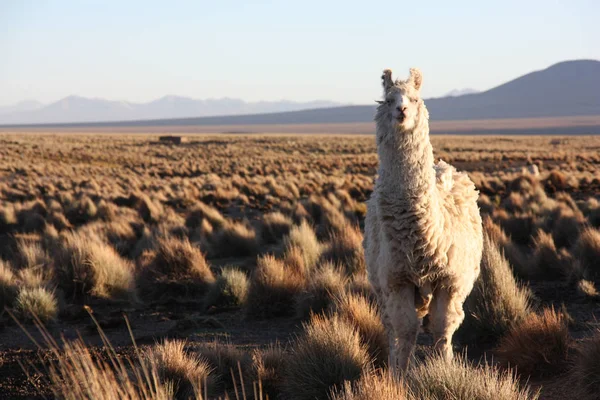 Ein Lama blickt im Altiplano in Bolivien in die Linse Stockbild