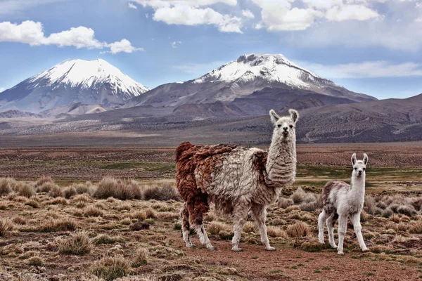 Lama und Mutter auf dem bolivianischen Altiplano Stockfoto