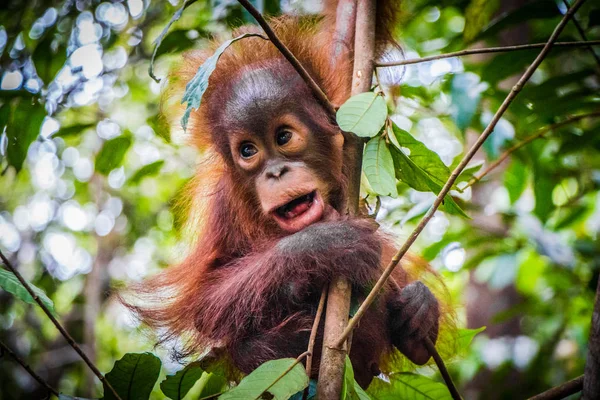 Werelden schattigste baby orang-oetan hangt met de mond open Stockafbeelding