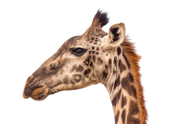 A portraite of giraffe on the savanna in Tanzania — Stock Photo, Image