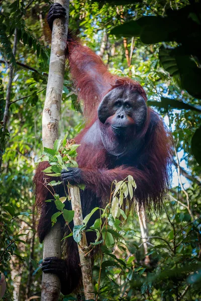 Um orangotango macho mágico, pendurado em uma árvore, olha para a lente — Fotografia de Stock