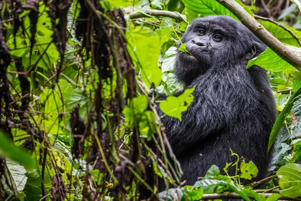 Gorilla frisst Blätter im undurchdringlichen Wald — Stockfoto