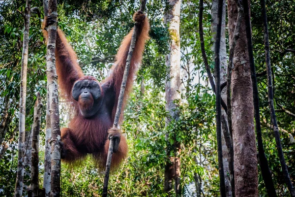 Um orangotango macho salta em uma árvore — Fotografia de Stock