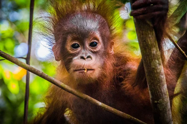 Süßestes Orang-Utan-Baby der Welt blickt in Borneo in die Kamera — Stockfoto