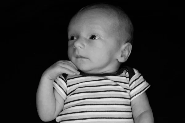 Babyhayden auf schwarz - drei Wochen alt — Stockfoto