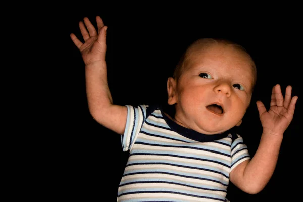 Babyhayden auf schwarz - drei Wochen alt — Stockfoto