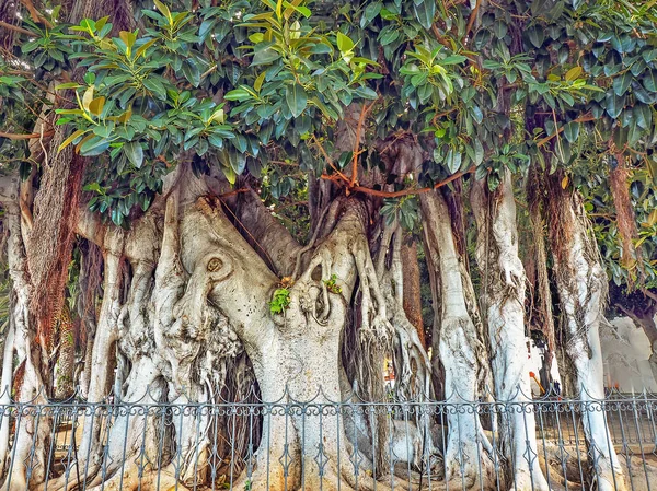 Kanarienvogel, ficus elastica, auf Teneriffa mit dicken Luftwurzeln, die so groß sind wie ein dicker Baumstamm. — Stockfoto