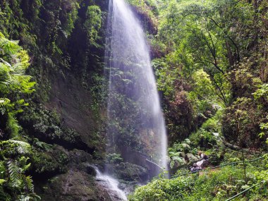 La Palma, bir Kanarya Adası'nda Kanarya ormanının ortasında şelale      
