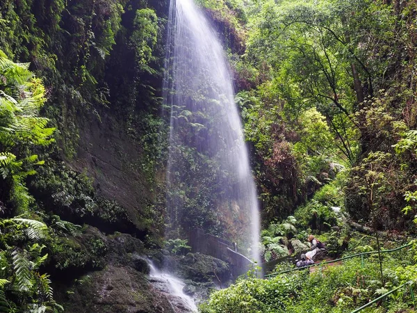 La Palma, bir Kanarya Adası'nda Kanarya ormanının ortasında şelale      