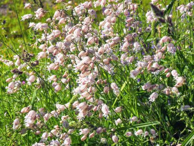 Ortak saz, Silene vulgaris, çayırda çiçek lenme
