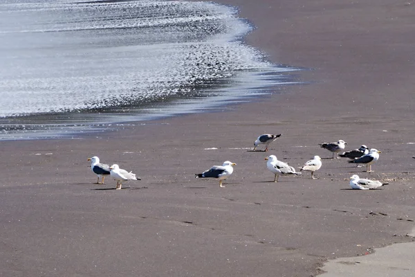 Detalle de una playa de arena fina de lava gris oscuro, bandada de gaviotas, con agua corriente del Atlántico en Tenerife . — Foto de Stock