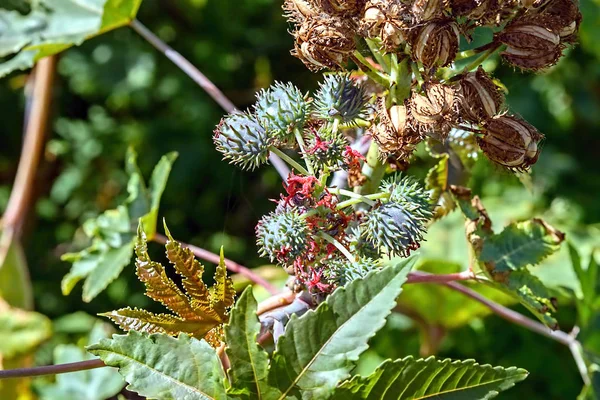 Коммуны ricinus — стоковое фото