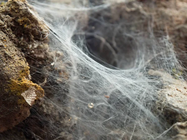 Spider-making de una araña de embudo de Sydney (Coelotes terrestris ) Imágenes De Stock Sin Royalties Gratis
