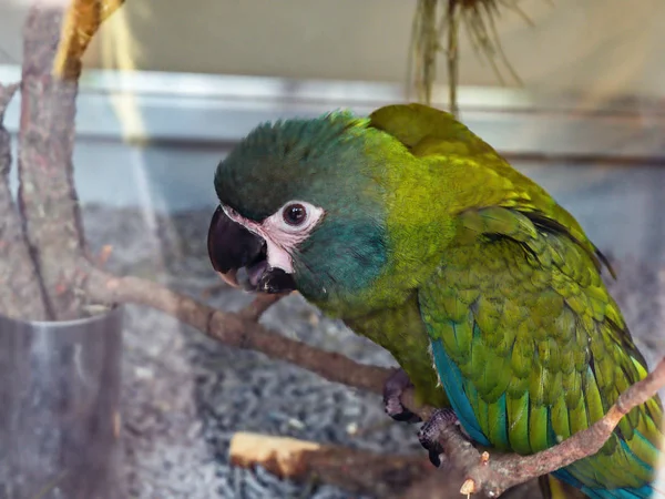 Um papagaio de penas verde-azul com bico preto — Fotografia de Stock