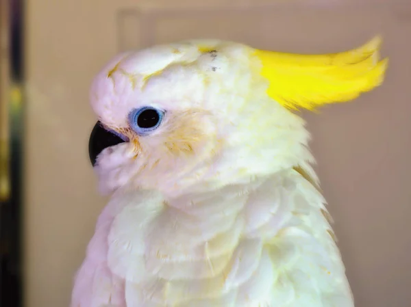 Una cacatúa blanca con capucha amarilla, un pájaro joven , — Foto de Stock