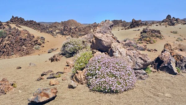 Floración endémica de la planta Caldera de las Canadas, un pequeño arbusto de color lila llamado Pterocephalus Lasioserpemus — Foto de Stock