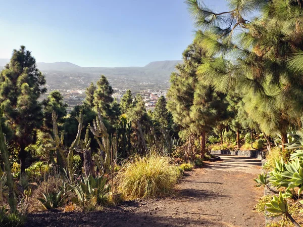 Weg durch den endemischen Teneriffa-Kiefernwald in der Nähe von la hoya, garafia — Stockfoto