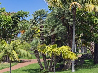 kanarya adası teneriffa birbirine yakın palmiye farklı türleri