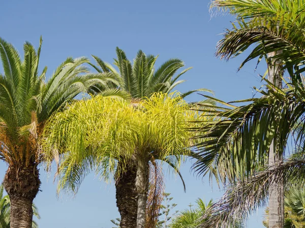 Verschiedene Arten von Palmen auf der Kanareninsel Teneriffa — Stockfoto