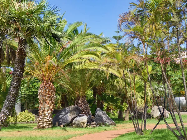 Palmenarten gemeinsam auf der Kanareninsel Teneriffa — Stockfoto